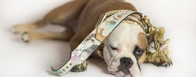 Hund liegt entspannt auf hellem Untergrund und trägt sein Portrait-Halsband