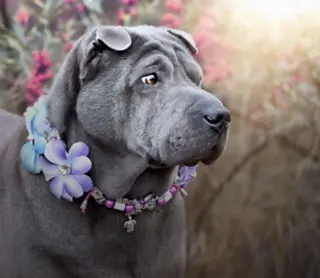 Sonderanfertigung von GlamDog
