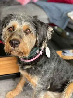 Sonderanfertigung von GlamDog