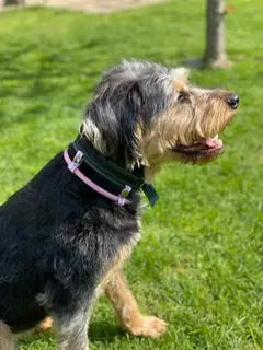 Sonderanfertigung von GlamDog