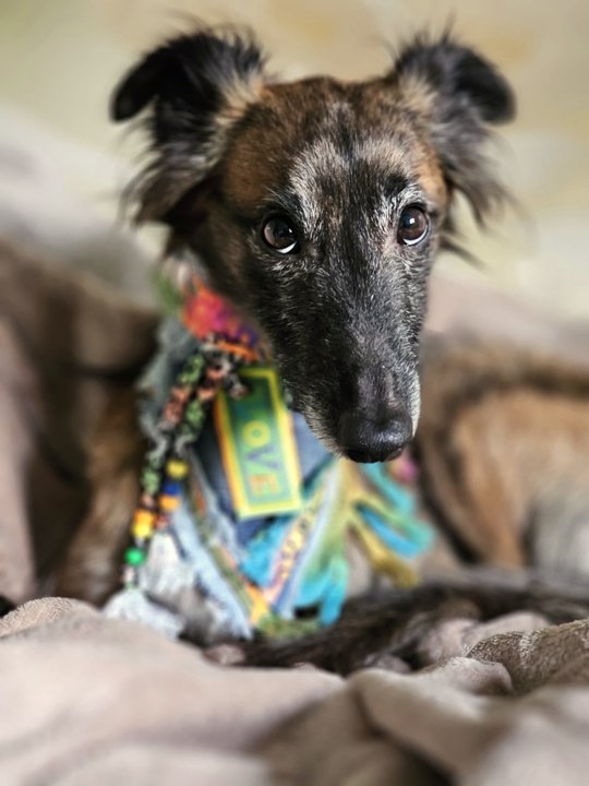 Windhund Evan liegt auf einer weichen Decke und trägt ein buntes GlamDog-Halstuch mit LOVE-Schriftzug, Perlenband und Fransen