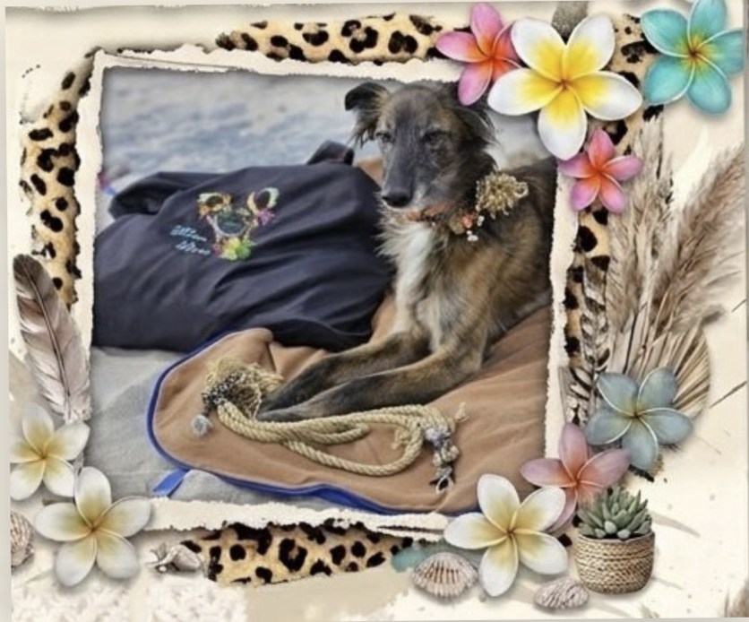 Hund mit GlamDog Halsband auf einer Decke am Strand, gerahmt von Leo-Riss, Plumeria und Muscheln