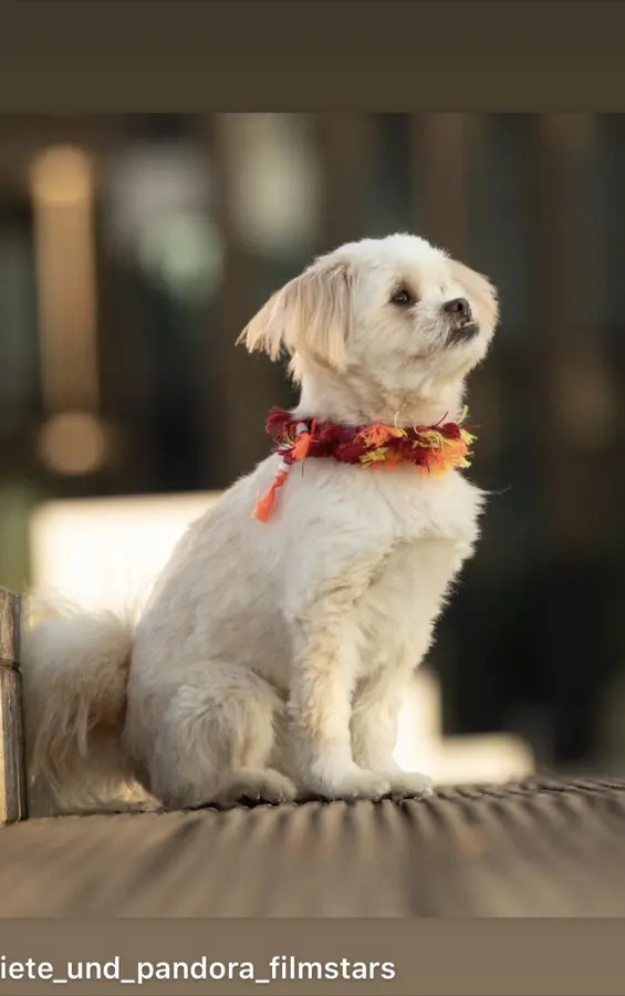 Hund mit handgefertigtem GlamDog Accessoire in warmem Atelierlicht