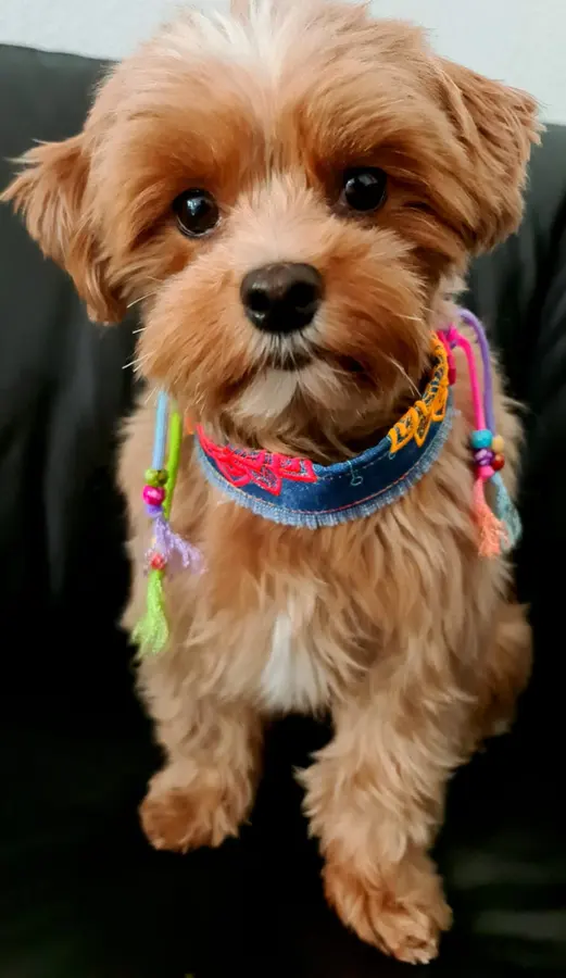 Freudiger Hund in der GlamDog Community-Galerie