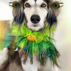Halsband Peacock Feather