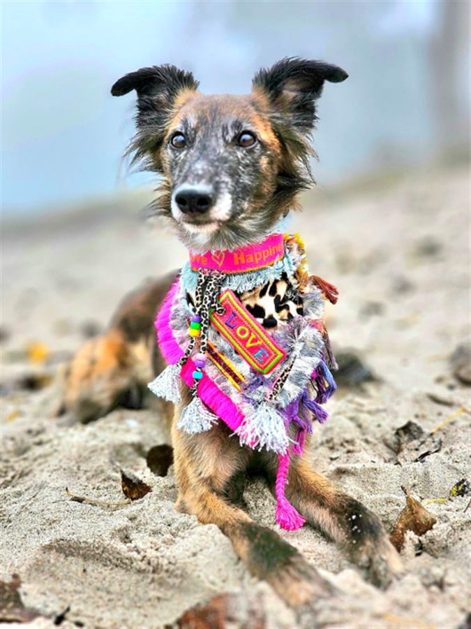 Evan am Strand mit pinkem Fransenkragen, Leo-Applikation und LOVE-Patch