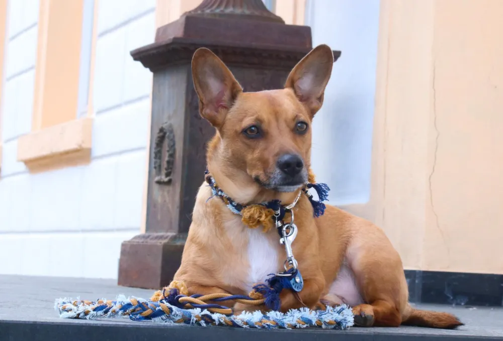Kleiner brauner Hund mit Perlenhalsband vor einer Haustür