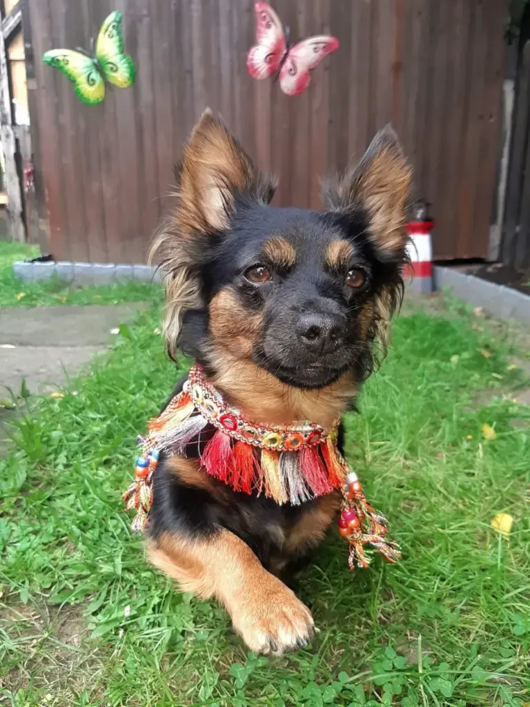 Langhaariger Hund im Gras mit buntem Fransenhalsband