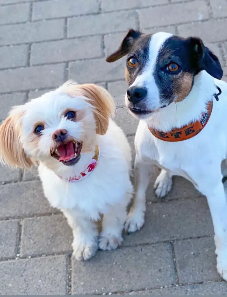 Zwei Hunde nebeneinander, einer mit gemustertem Lederhalsband