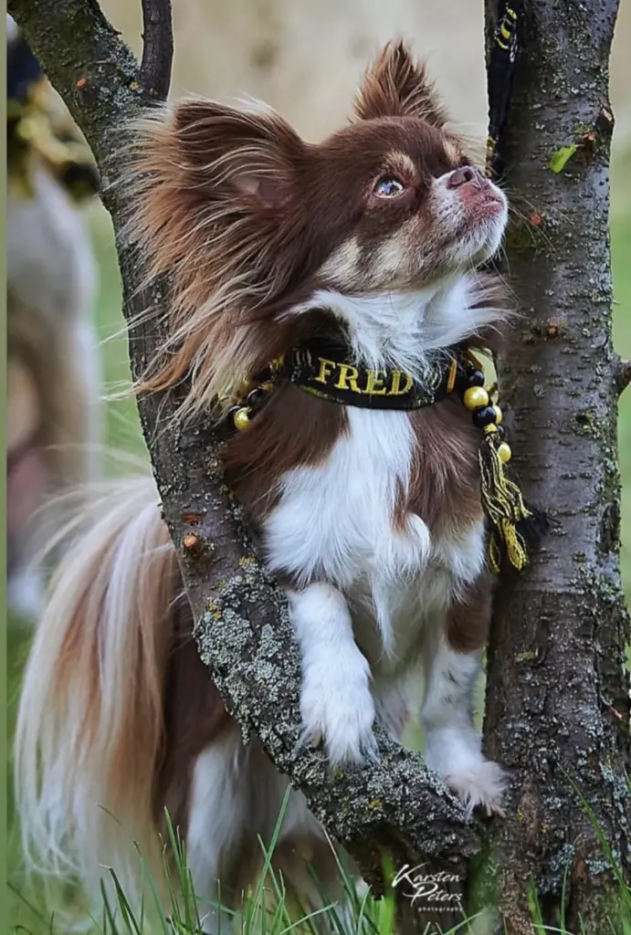 Kleiner Langhaarhund an einem Baumstamm mit Namenshalsband Fred