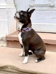 Dunkler Hund auf einer Treppenstufe mit besticktem Blumenhalsband