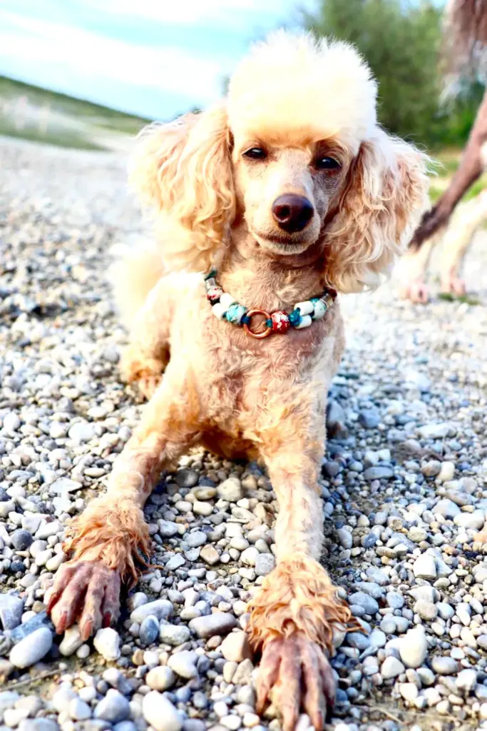 Apricotfarbener Pudel am Kiesstrand mit Perlenhalsband