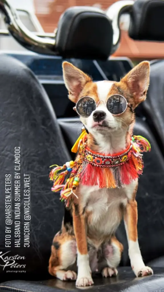 Chihuahua mit runder Sonnenbrille und buntem Fransenkragen im Auto