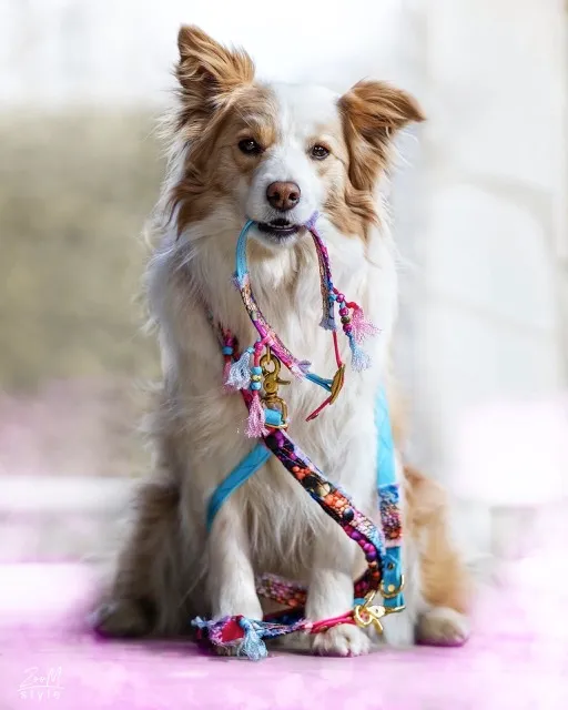 Australian Shepherd mit buntem Geschirr und passendem Halsband