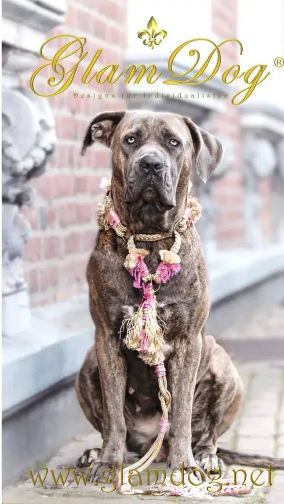 Cane Corso vor einer Backsteinwand mit zartem Blütenhalsband
