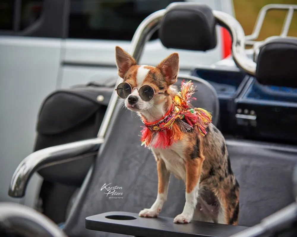Chihuahua mit Sonnenbrille und Fransenkragen auf einem Autositz