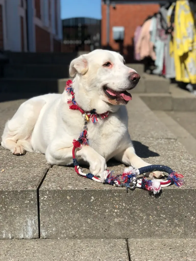 Heller Hund auf einer Treppe mit buntem Halsband und passender Leine