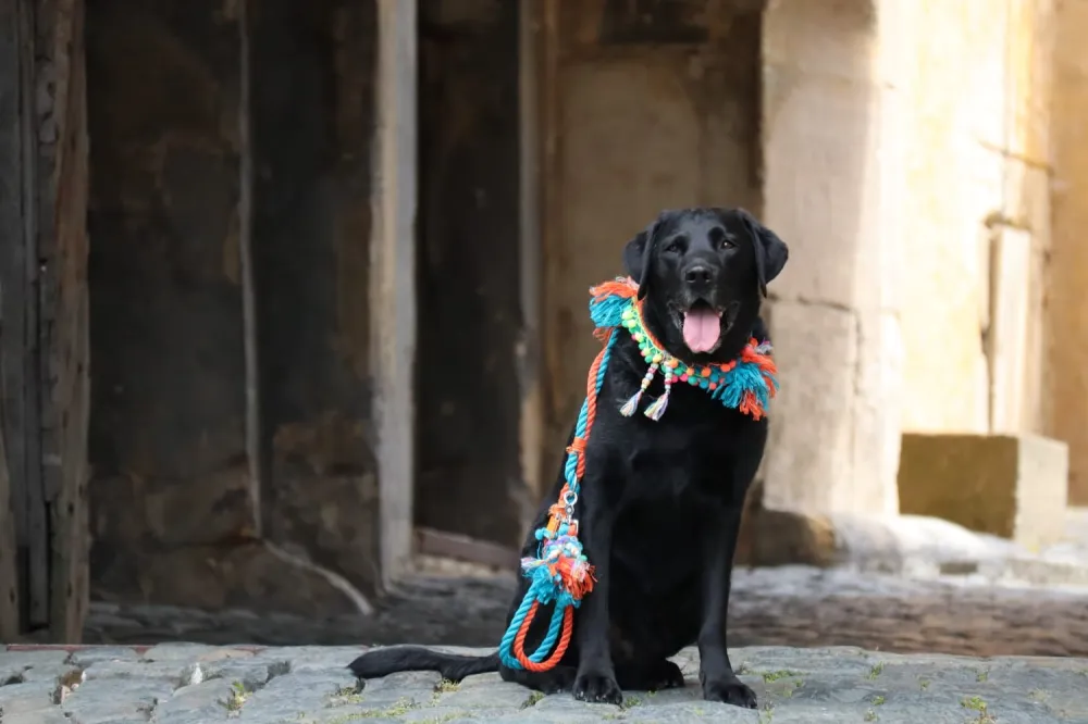 Schwarzer Labrador in einer Altstadtgasse mit bunter Leine