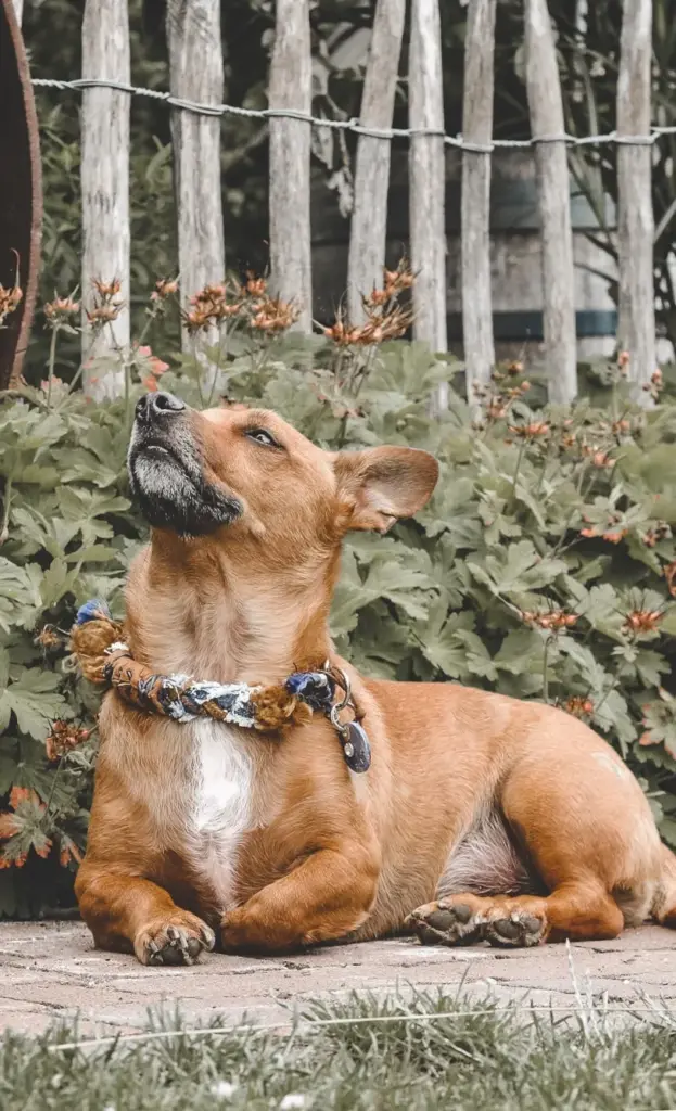 Brauner Hund im Grünen mit Fransenhalsband