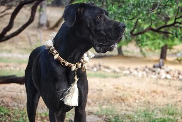 Schwarze Dogge im Park mit heller Bommelkette