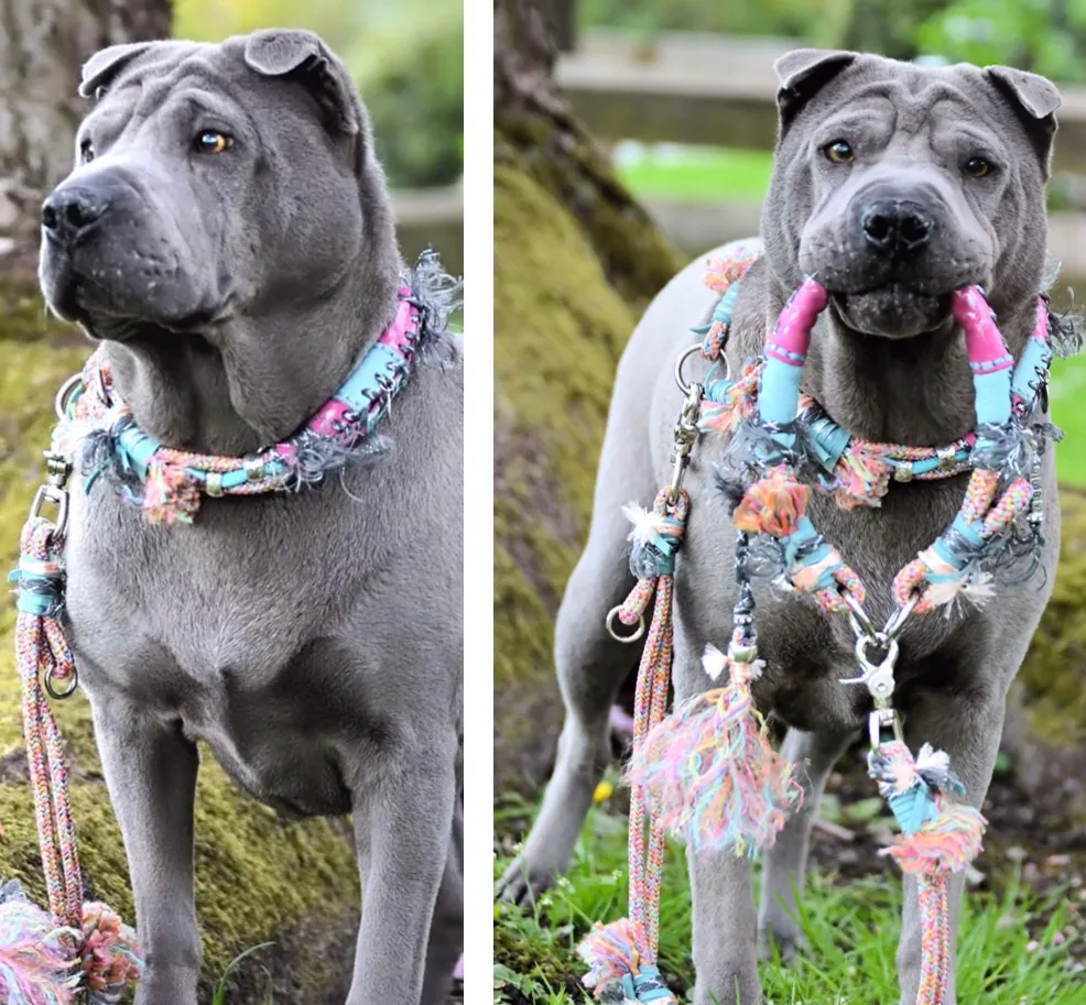 Graue Dogge in zwei Ansichten mit rosa Halsband und passender Leine