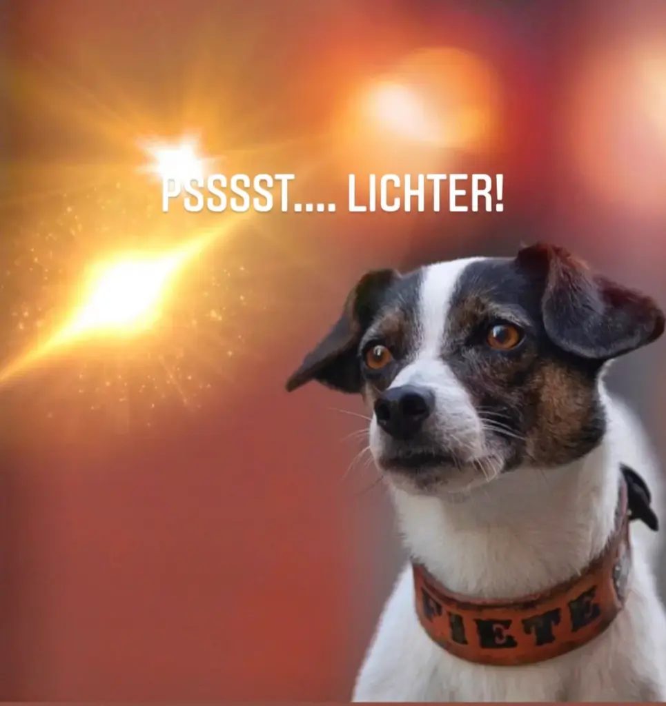 Jack Russell im Gegenlicht mit Lederhalsband und Namenszug Fiete