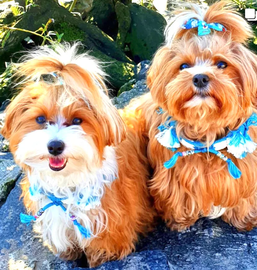 Zwei Yorkshire Terrier mit blauen Schleifen und passenden Halstüchern