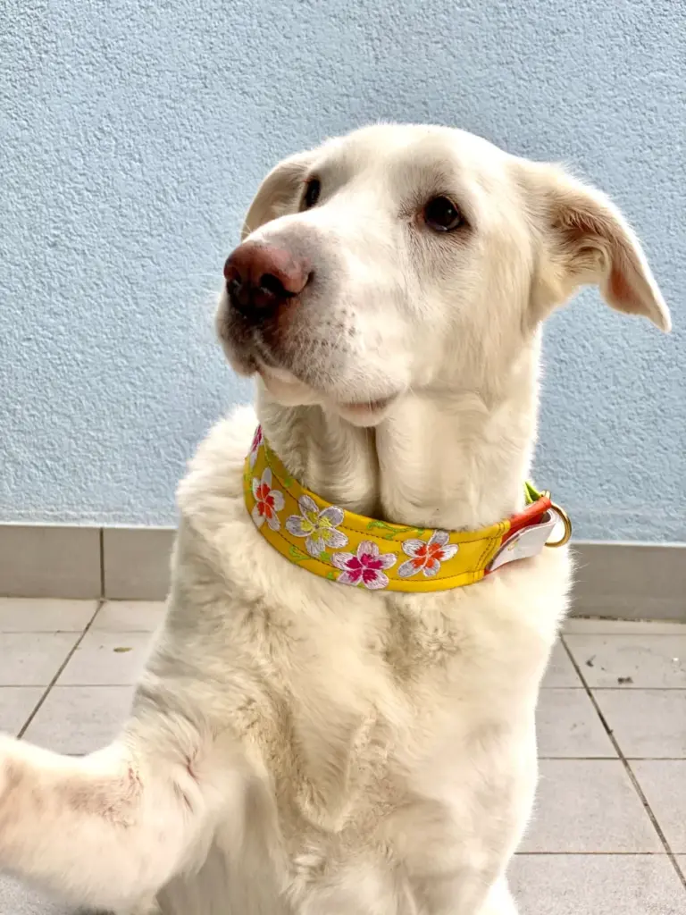 Heller Hund mit besticktem Blütenhalsband vor einer Wand