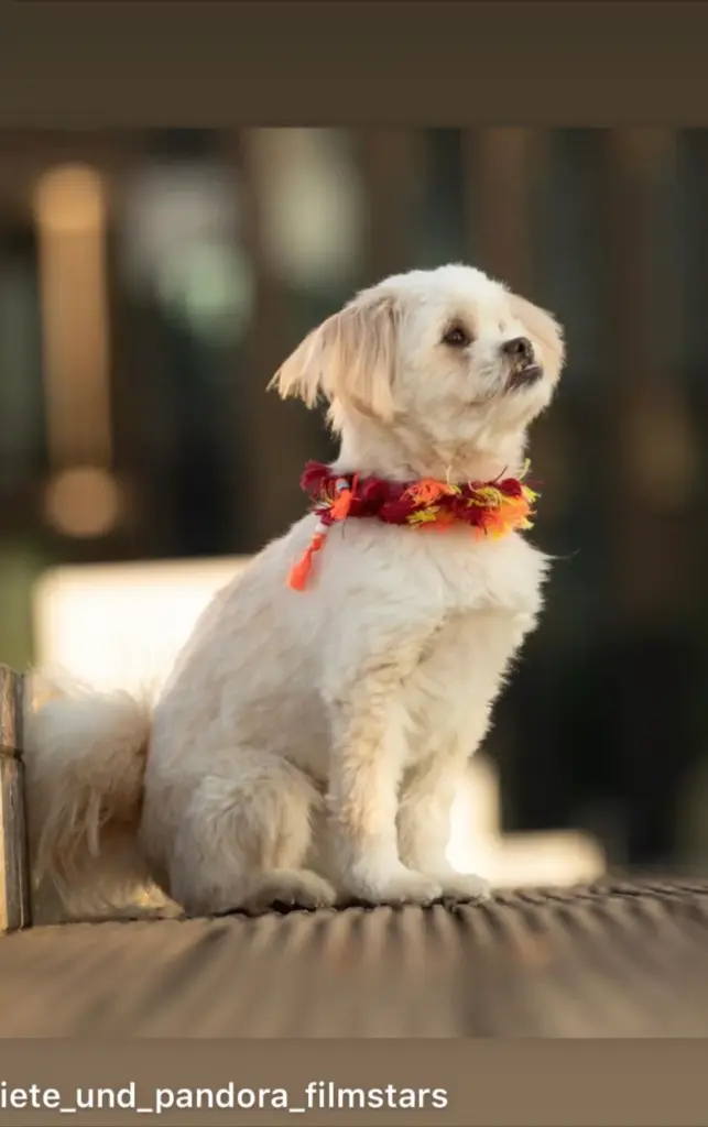 Kleiner heller Hund auf einer Stufe mit rotem Fransenhalsband