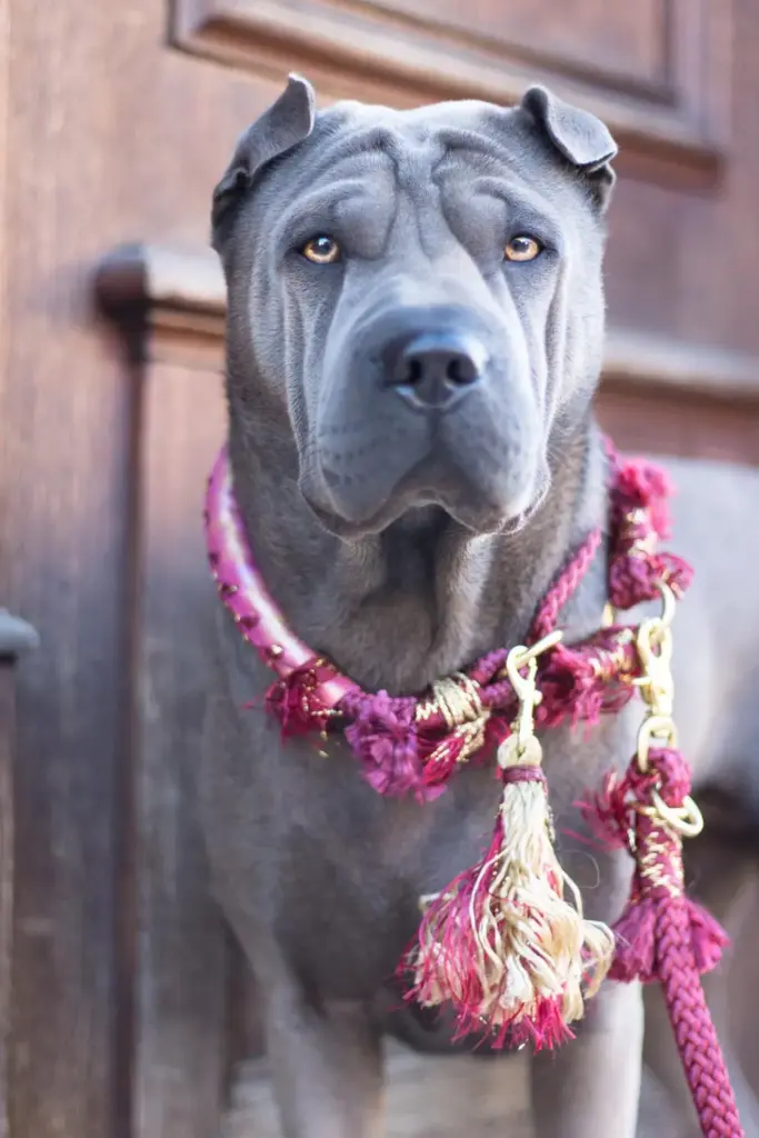 Graue Dogge mit pinkem Fransenhalsband