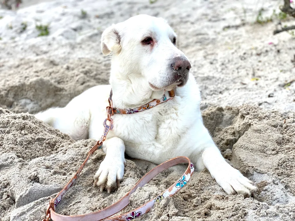 Weißer Hund auf einem Felsen mit hellem Halsband und Leine