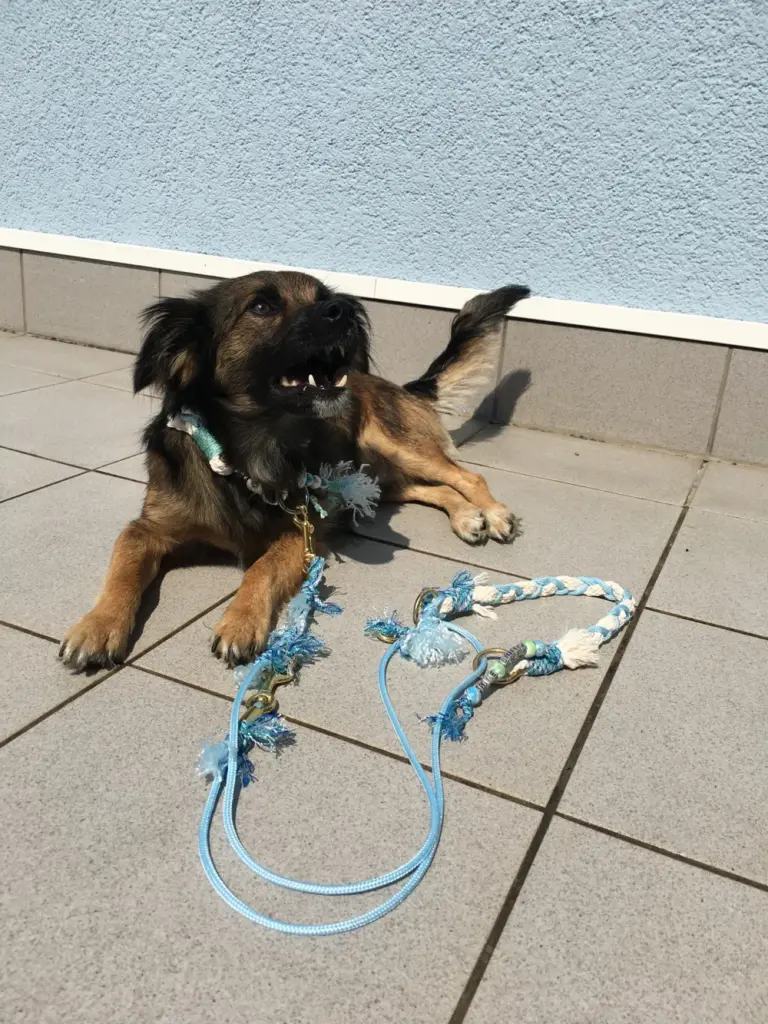Dunkler Hund liegt neben einer hellblauen Tauleine