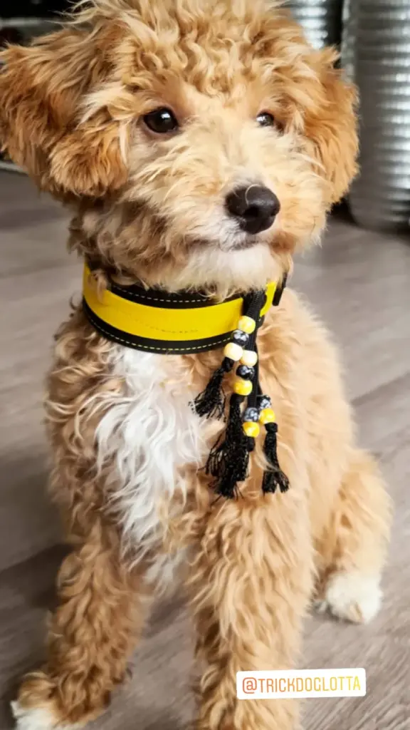 Goldendoodle mit gelbem Halsband und bunten Knöpfen