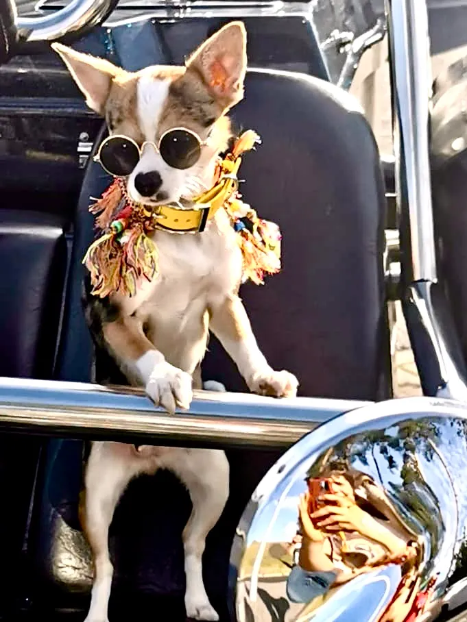 Chihuahua mit Sonnenbrille und Fransenkragen an einem Motorrad