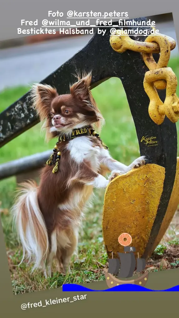 Kleiner Langhaarhund Fred mit besticktem Halsband auf einem Parcours