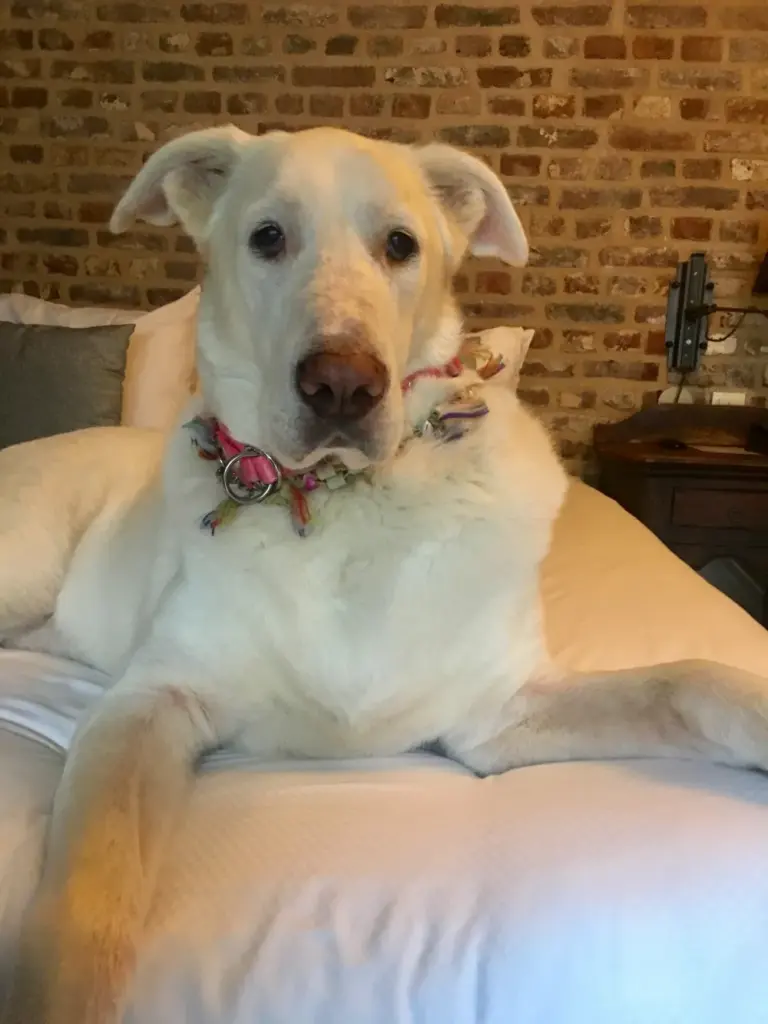 Weißer Schäferhund auf einem Bett mit Blütenhalsband