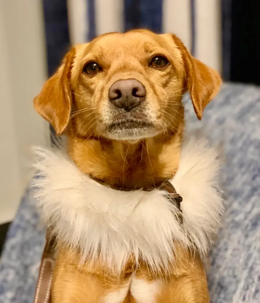 Labrador mit flauschigem Fellkragen in Weiß