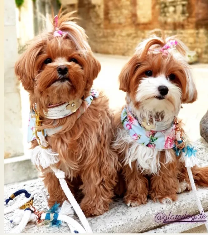 Zwei Yorkshire Terrier mit Schleifen, Halstüchern und passenden Leinen