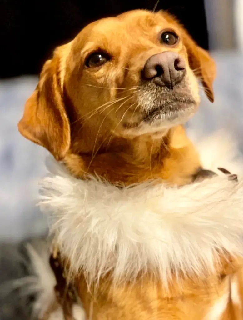 Golden Retriever mit hellem Fellkragen