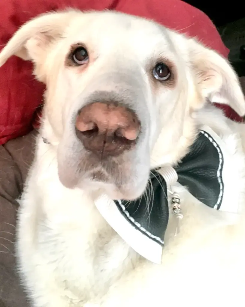 Heller Labrador mit dunkelgrüner Fliege und roter Mütze