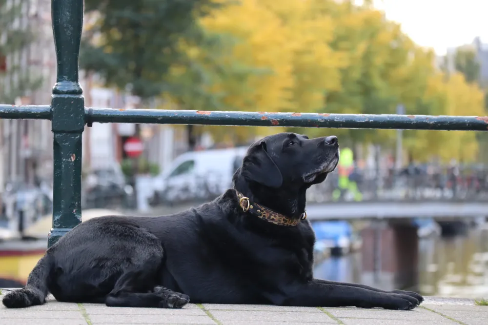 Schwarzer Labrador liegt an einer Gracht mit hellem Halsband