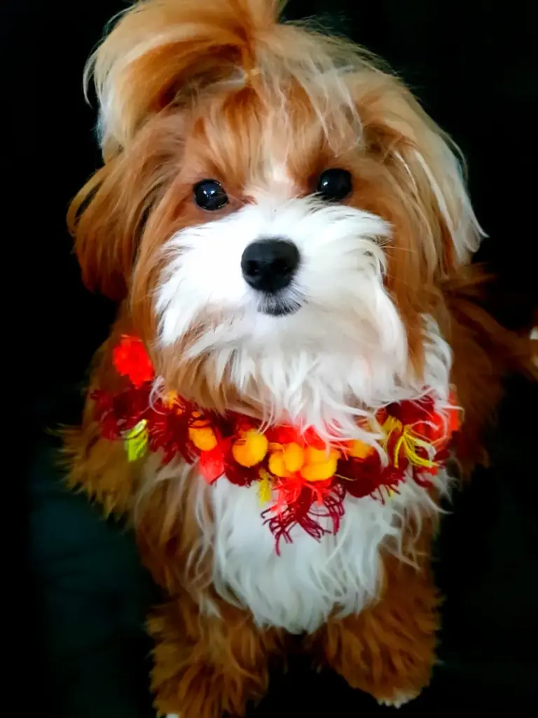 Kleiner Hund vor dunklem Hintergrund mit rot-orangem Fransenkragen