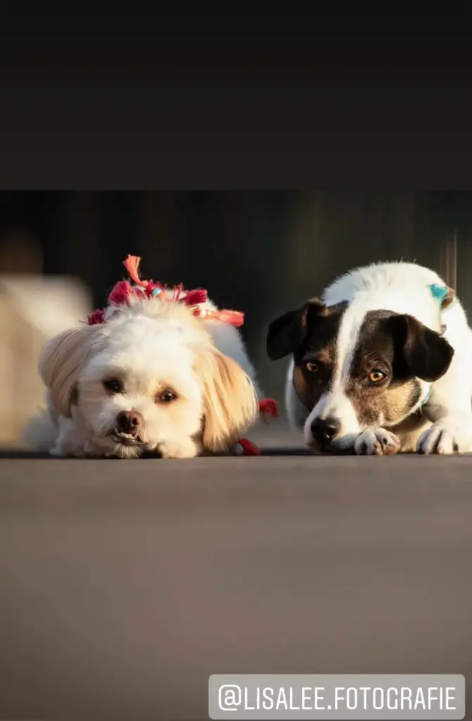 Zwei Hunde spähen über eine Kante, beide mit Halstüchern