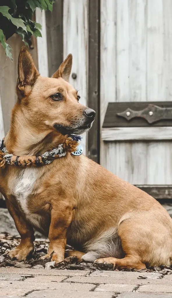 Brauner Hund sitzt vor einer alten Holztür mit Perlenhalsband