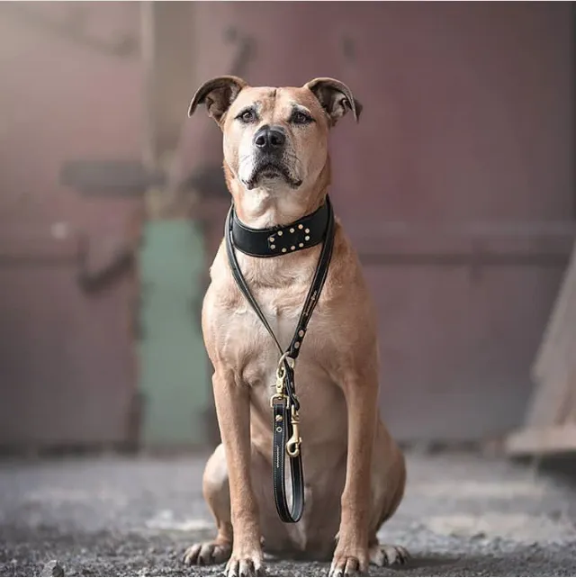 Hund mit Nietenhalsband sitzt vor einer Tür