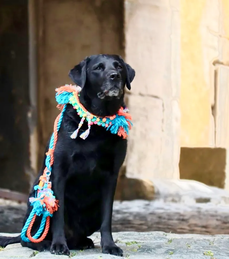 Schwarzer Labrador vor altem Gemäuer mit türkisem Fransenhalsband