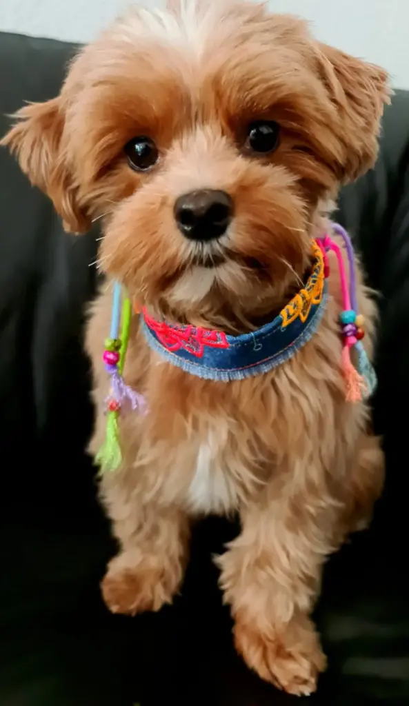 Kleiner Doodle mit bunter Neonkette um den Hals