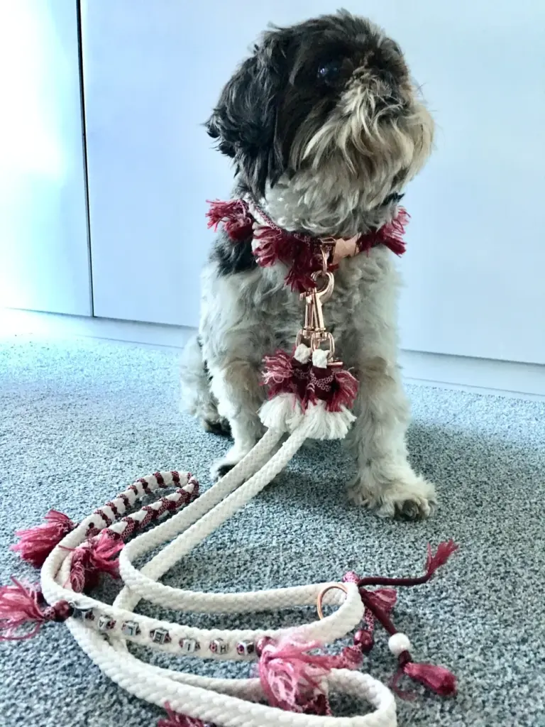Schwarzweißer Hund mit Halsband und passender Tauleine