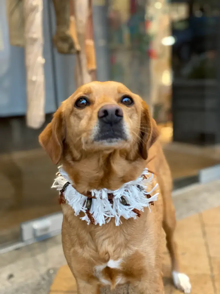 Brauner Hund mit weißem Fransenkragen vor einem Schaufenster