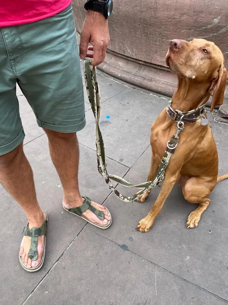 Vizsla an der Leine neben seinem Menschen auf dem Gehweg